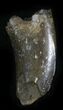 Tyrannosaur Tooth (T-Rex or Nanotyrannus) #28467-3
